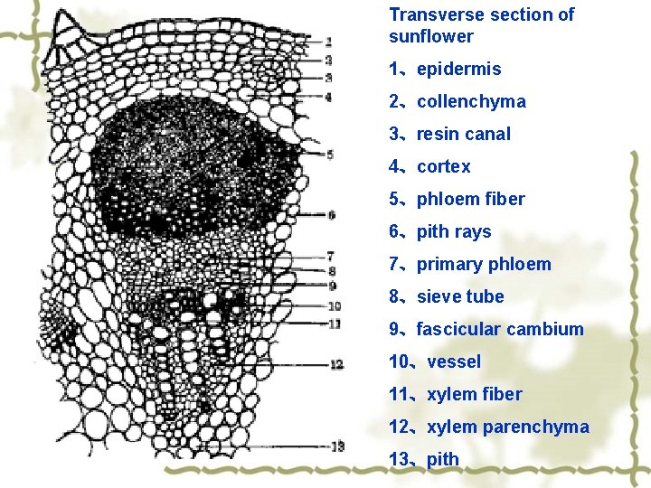 Transverse section of sunflower 1、epidermis 2、collenchyma 3、resin canal 4、cortex 5、phloem fiber 6、pith rays 7、primary