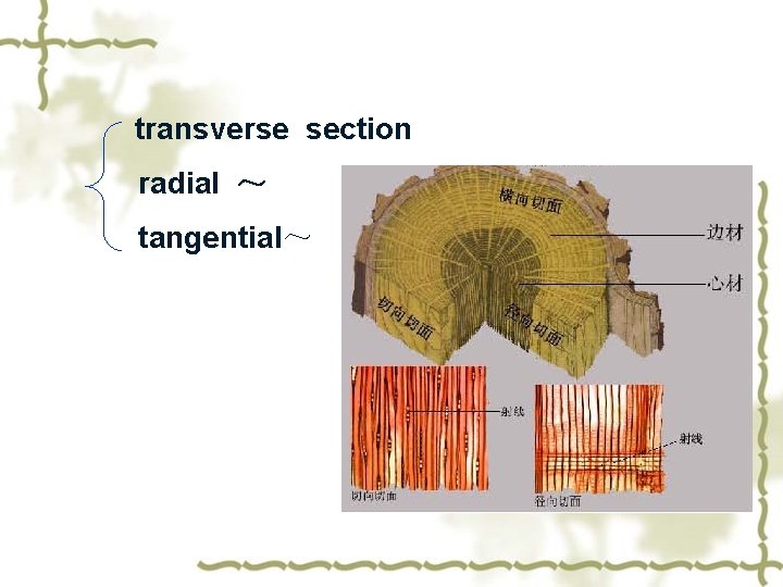 transverse section radial ～ tangential～ 