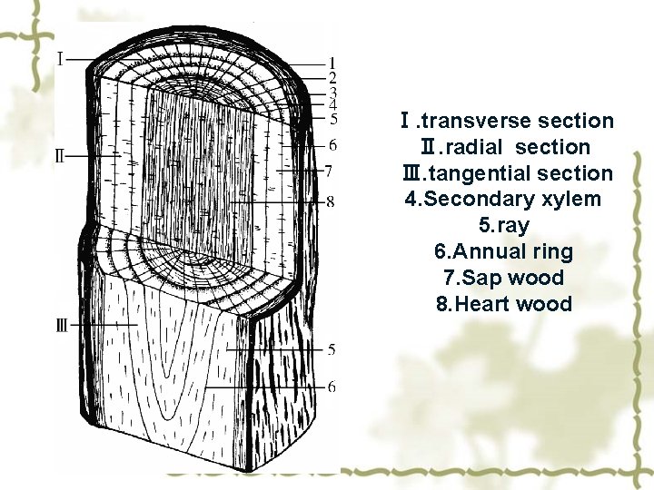 Ⅰ. transverse section Ⅱ. radial section Ⅲ. tangential section 4. Secondary xylem 5. ray