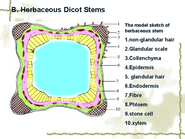 B. Herbaceous Dicot Stems The model sketch of herbaceous stem 1. non-glandular hair 2.