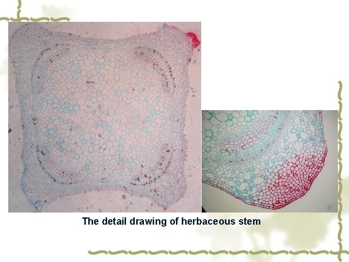 The detail drawing of herbaceous stem 