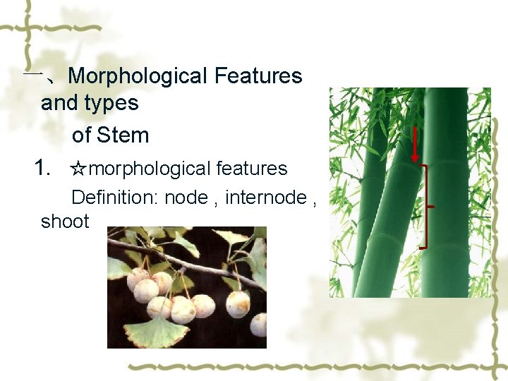 一、Morphological Features and types of Stem 1. ☆morphological features Definition: node , internode ,