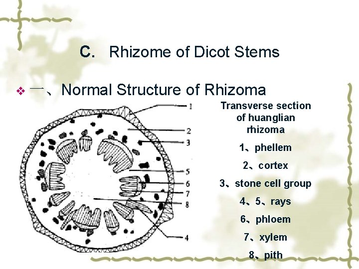 c. Rhizome of Dicot Stems v 一、Normal Structure of Rhizoma Transverse section of huanglian