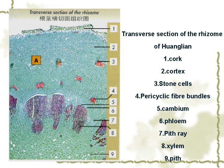 Transverse section of the rhizome of Huanglian 1. cork 2. cortex 3. Stone cells