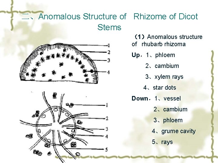 二、Anomalous Structure of Rhizome of Dicot Stems （1）Anomalous structure of rhubarb rhizoma Up，1、phloem 2、cambium