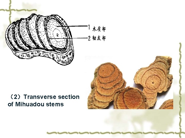 （2）Transverse section of Mihuadou stems 