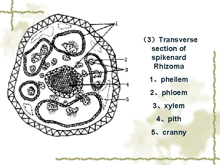 （3）Transverse section of spikenard Rhizoma 1、phellem 2、phloem 3、xylem 4、pith 5、cranny 