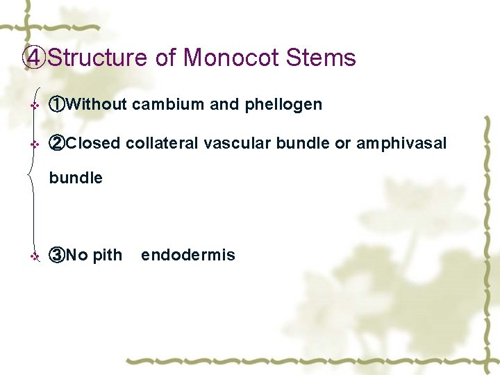 ④Structure of Monocot Stems v ①Without cambium and phellogen v ②Closed collateral vascular bundle