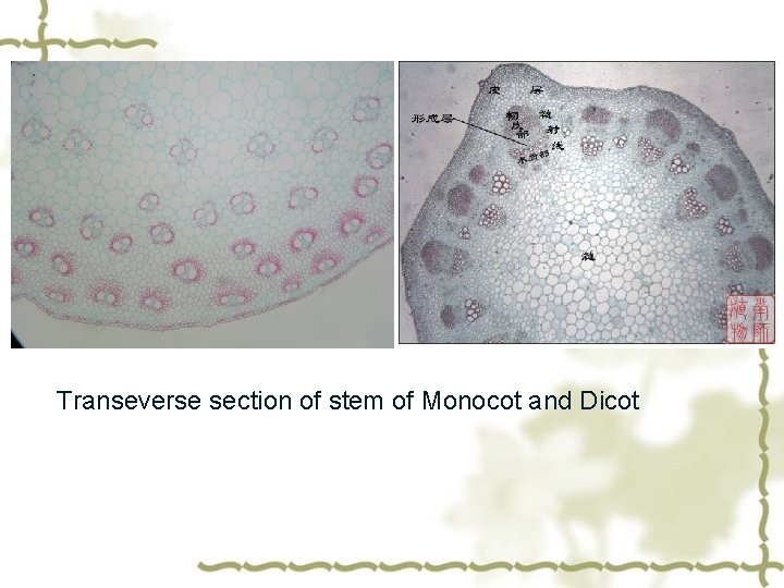 Transeverse section of stem of Monocot and Dicot 