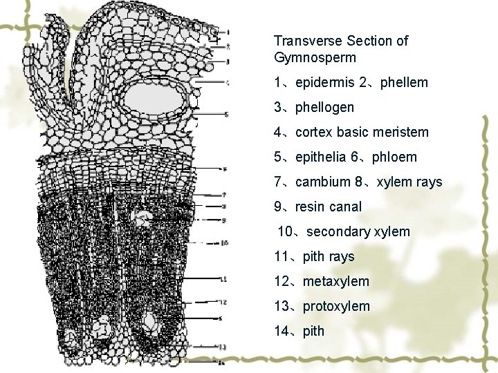 Transverse Section of Gymnosperm 1、epidermis 2、phellem 3、phellogen 4、cortex basic meristem 5、epithelia 6、phloem 7、cambium 8、xylem