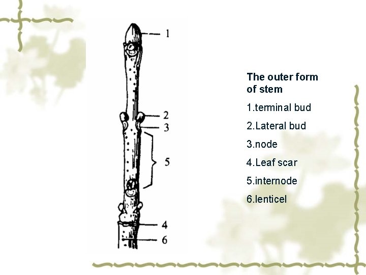 The outer form of stem 1. terminal bud 2. Lateral bud 3. node 4.