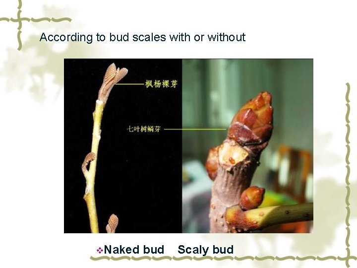 According to bud scales with or without v. Naked bud Scaly bud 