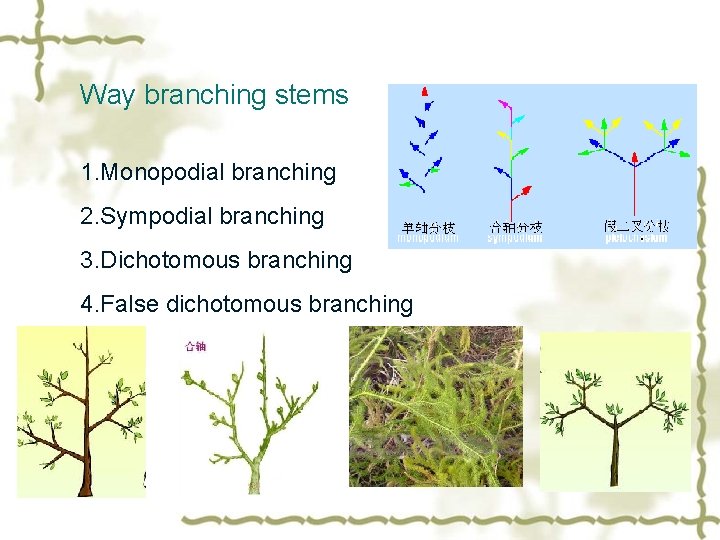 Way branching stems 1. Monopodial branching 2. Sympodial branching 3. Dichotomous branching 4. False