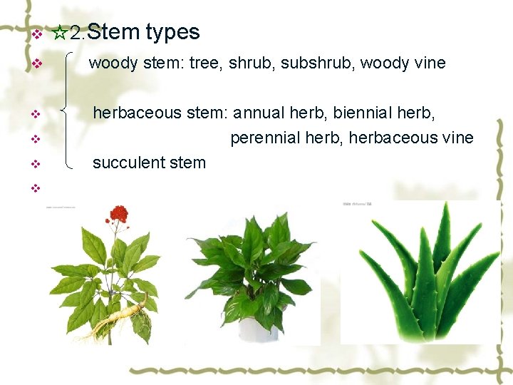 v v v ☆2. Stem types woody stem: tree, shrub, subshrub, woody vine herbaceous