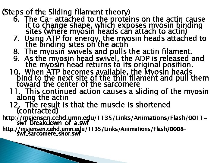 (Steps of the Sliding filament theory) 6. The Ca+ attached to the proteins on