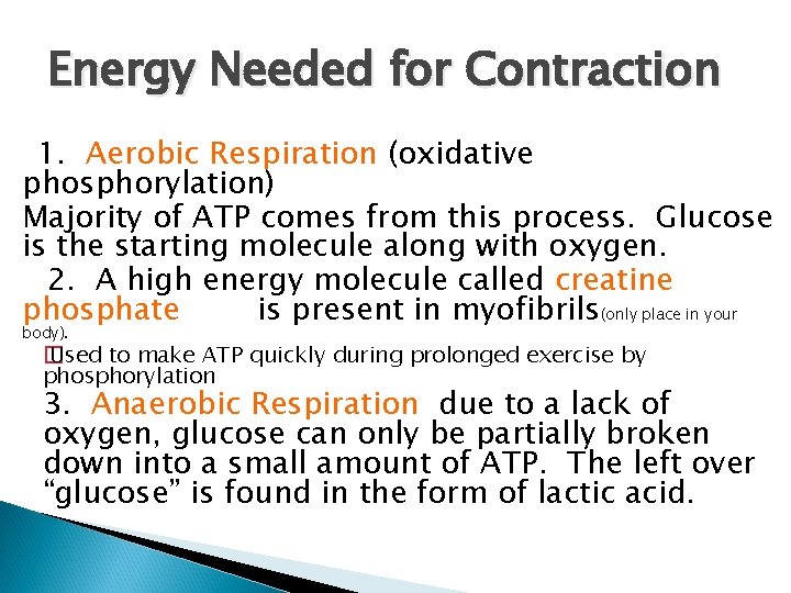 Energy Needed for Contraction 1. Aerobic Respiration (oxidative phosphorylation) Majority of ATP comes from