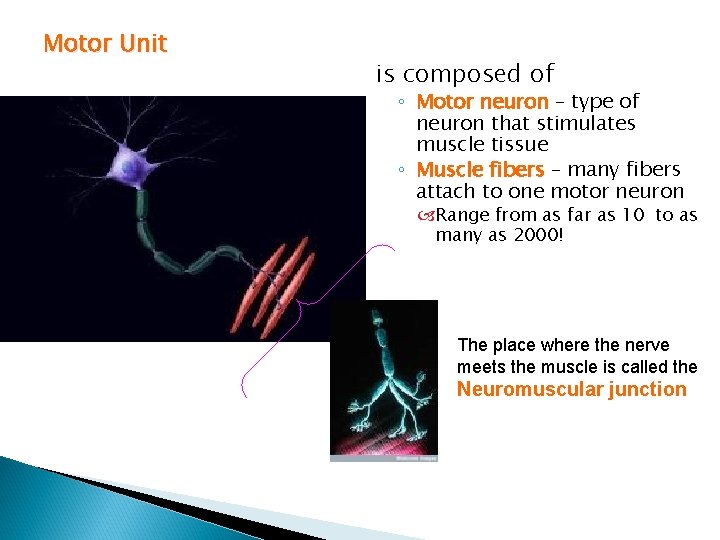 Motor Unit is composed of ◦ Motor neuron – type of neuron that stimulates