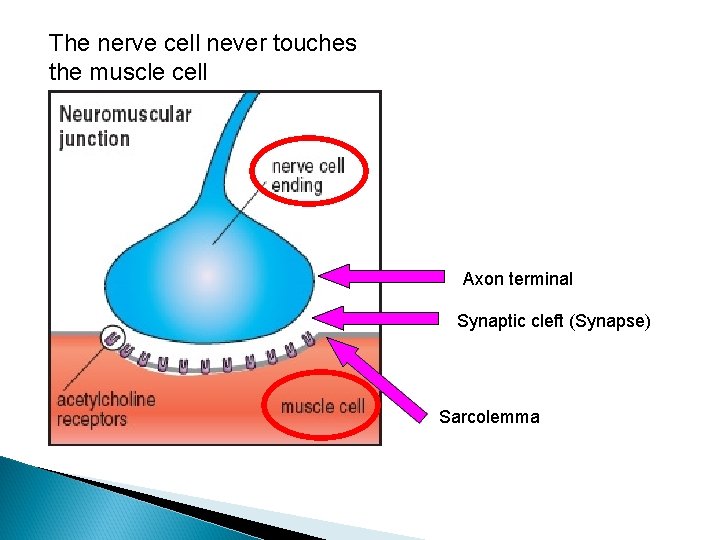 The nerve cell never touches the muscle cell Axon terminal Synaptic cleft (Synapse) Sarcolemma