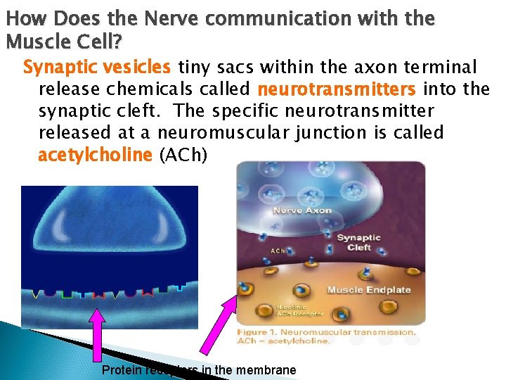 How Does the Nerve communication with the Muscle Cell? Synaptic vesicles tiny sacs within