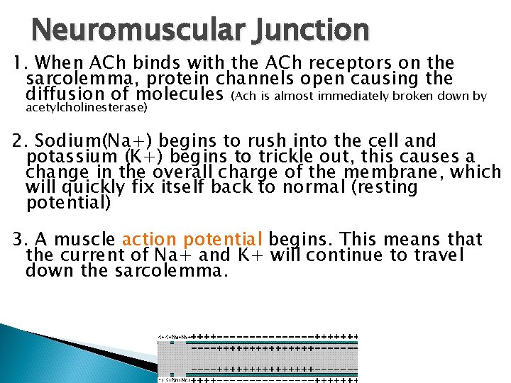 Neuromuscular Junction 1. When ACh binds with the ACh receptors on the sarcolemma, protein