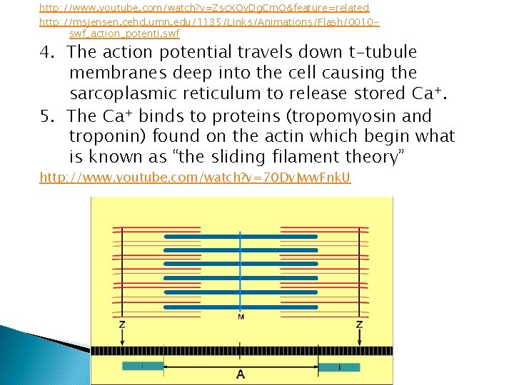 http: //www. youtube. com/watch? v=Zsc. XOv. Dg. Cm. Q&feature=related http: //msjensen. cehd. umn. edu/1135/Links/Animations/Flash/0010