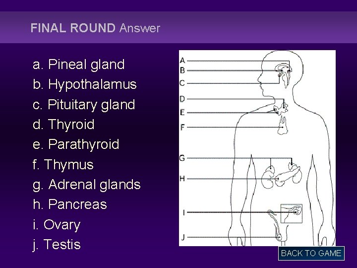 FINAL ROUND Answer a. Pineal gland b. Hypothalamus c. Pituitary gland d. Thyroid e.