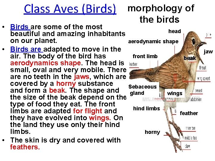 Class Aves (Birds) morphology of the birds • Birds are some of the most