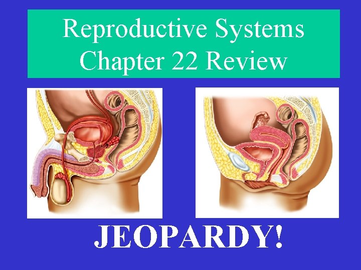 Reproductive Systems Chapter 22 Review JEOPARDY! 
