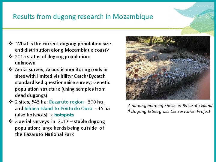 Results from dugong research in Mozambique v What is the current dugong population size