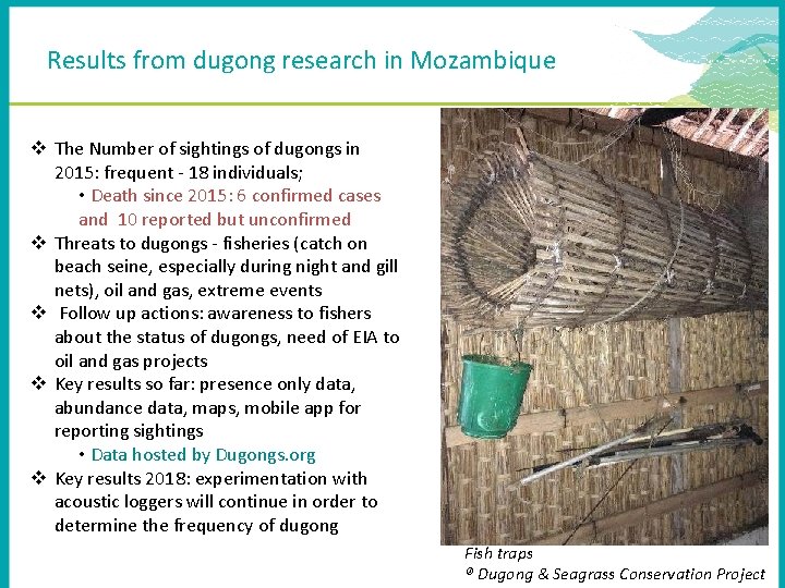 Results from dugong research in Mozambique v The Number of sightings of dugongs in