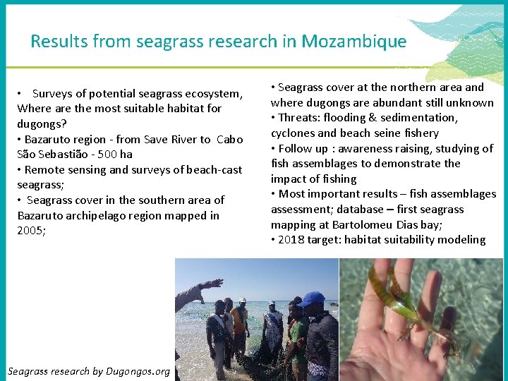 Results from seagrass research in Mozambique • Surveys of potential seagrass ecosystem, Where are