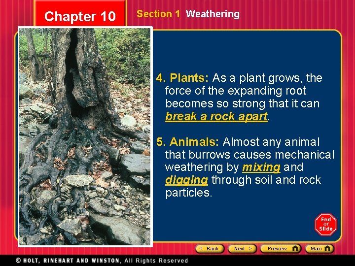 Chapter 10 Section 1 Weathering 4. Plants: As a plant grows, the force of