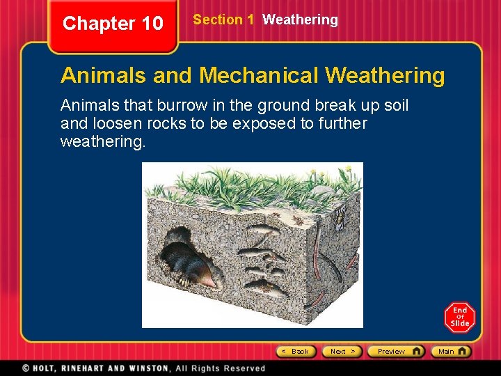 Chapter 10 Section 1 Weathering Animals and Mechanical Weathering Animals that burrow in the