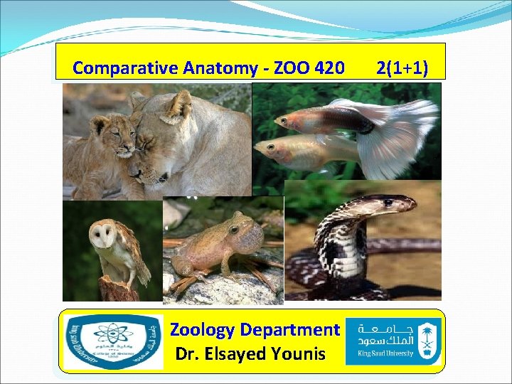 Comparative Anatomy - ZOO 420 Zoology Department Dr. Elsayed Younis 2(1+1) 