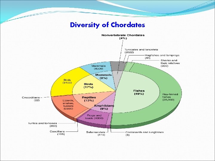 Diversity of Chordates 