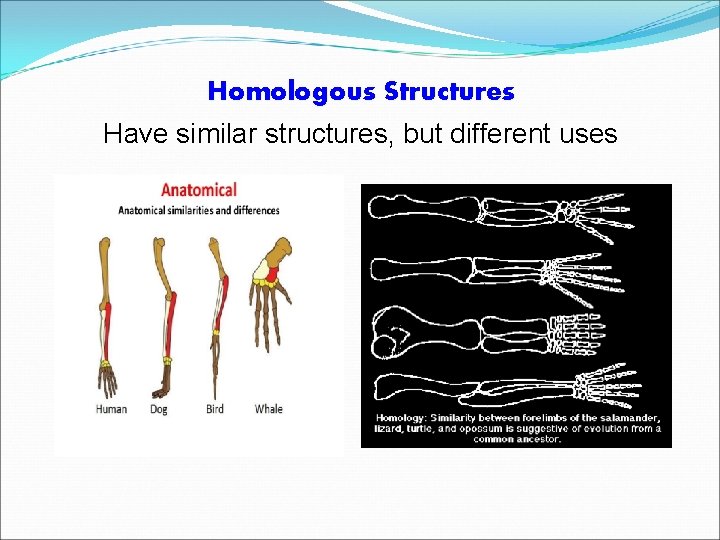 Homologous Structures Have similar structures, but different uses 