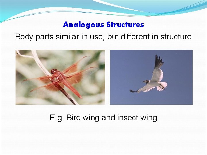 Analogous Structures Body parts similar in use, but different in structure E. g. Bird
