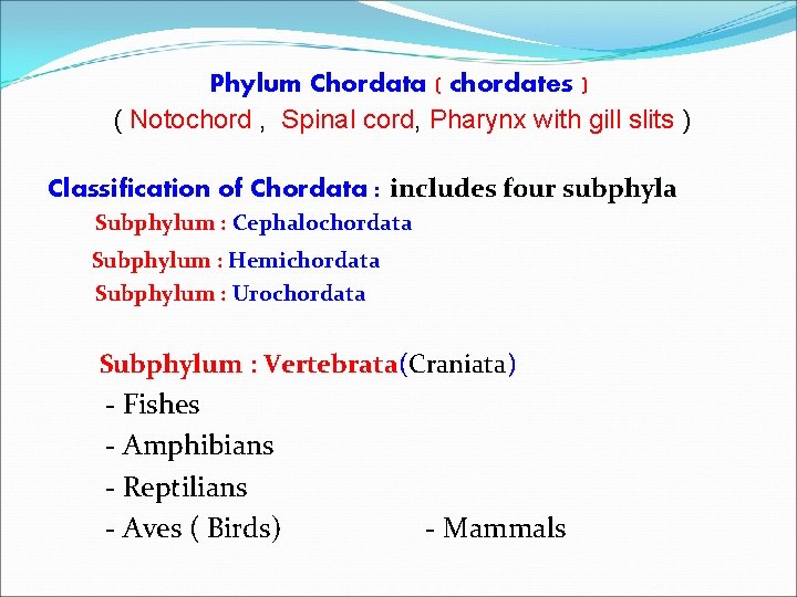 Phylum Chordata ( chordates ) ( Notochord , Spinal cord, Pharynx with gill slits