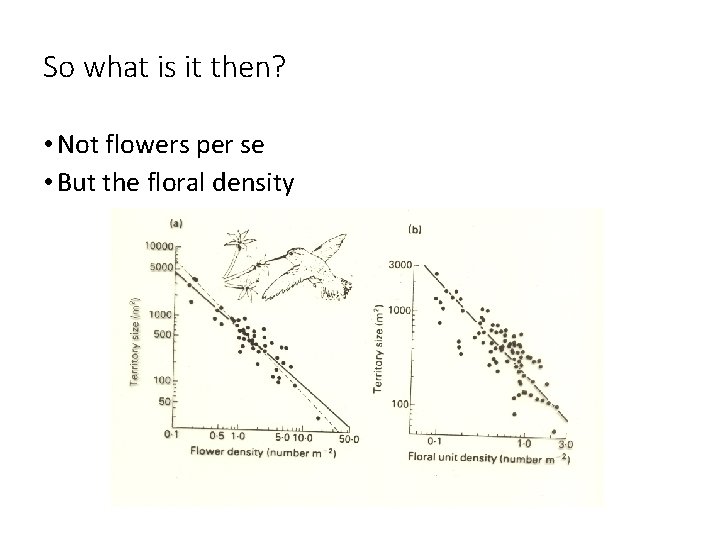 So what is it then? • Not flowers per se • But the floral