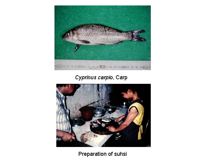 Cyprinus carpio, Carp Preparation of suhsi 