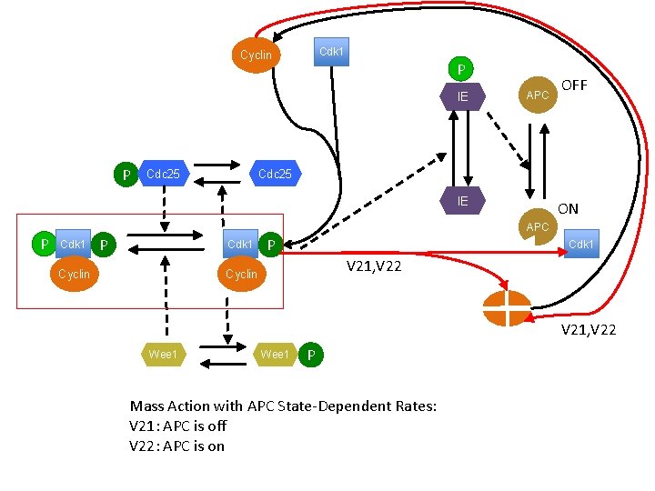 Cdk 1 Cyclin P IE P Cdc 25 APC OFF Cdc 25 IE ON