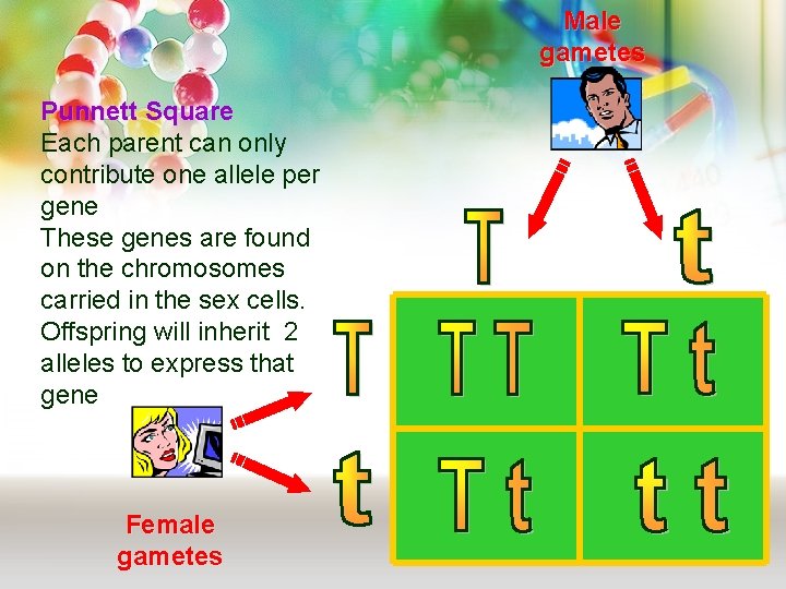 Male gametes Punnett Square Each parent can only contribute one allele per gene These