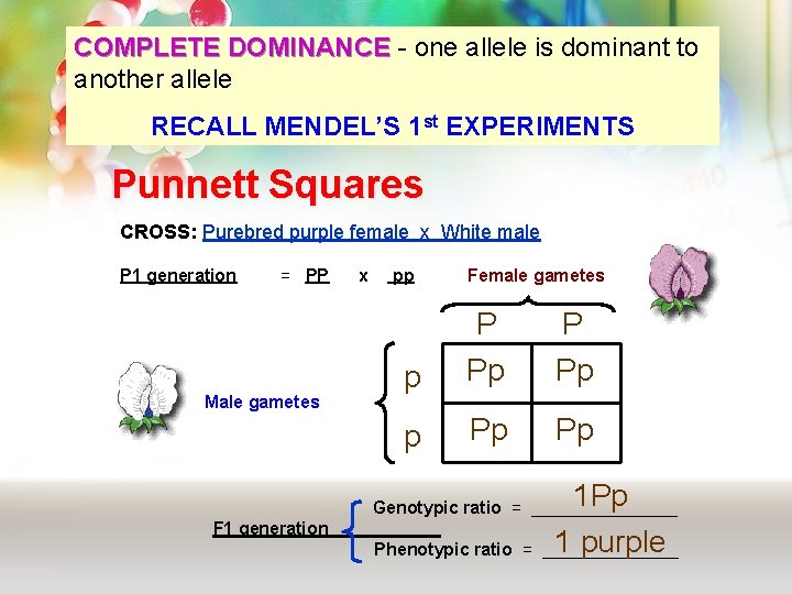 COMPLETE DOMINANCE - one allele is dominant to DOMINANCE another allele RECALL MENDEL’S 1