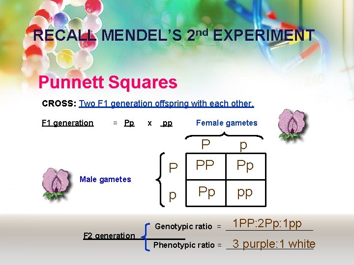 RECALL MENDEL’S 2 nd EXPERIMENT Punnett Squares CROSS: Two F 1 generation offspring with