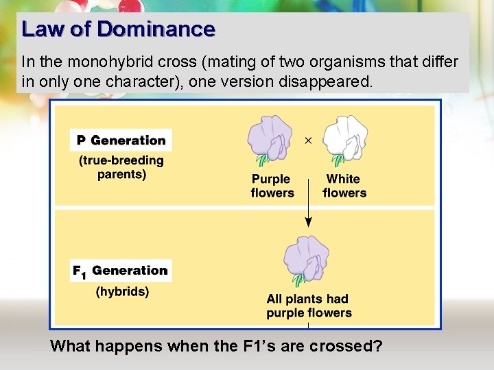 Law of Dominance In the monohybrid cross (mating of two organisms that differ in