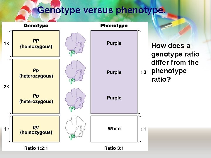 Genotype versus phenotype. How does a genotype ratio differ from the phenotype ratio? 