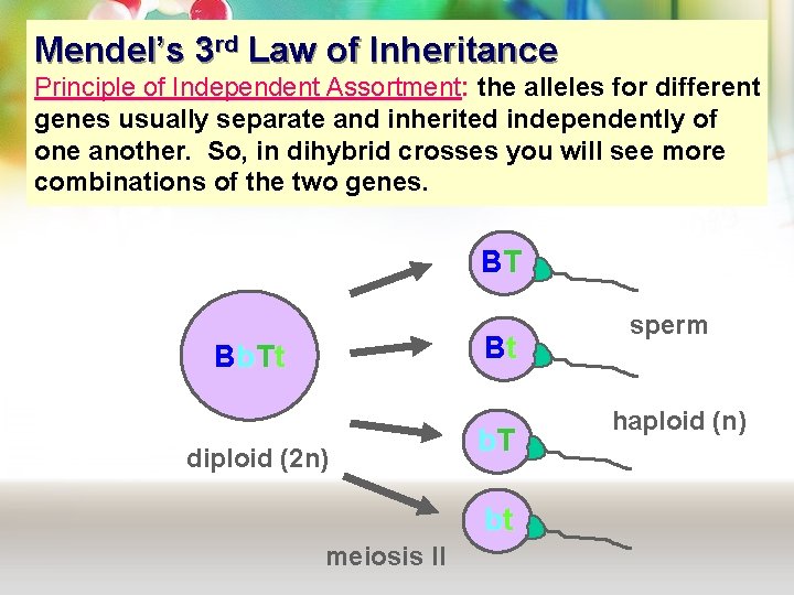 Mendel’s 3 rd Law of Inheritance Principle of Independent Assortment: the alleles for different