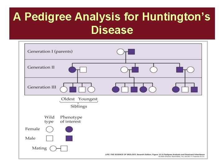 A Pedigree Analysis for Huntington’s Disease Huntington’s 