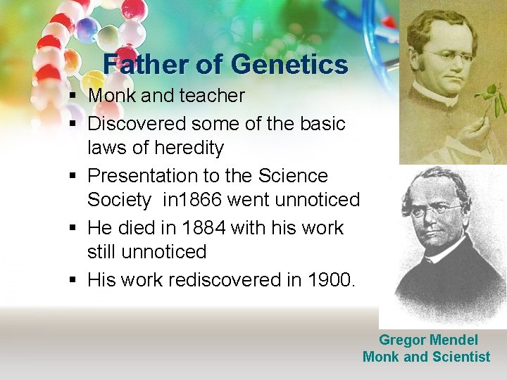 Father of Genetics § Monk and teacher § Discovered some of the basic laws