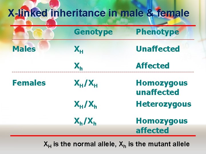 X-linked inheritance in male & female Males Females Genotype Phenotype XH Unaffected Xh Affected